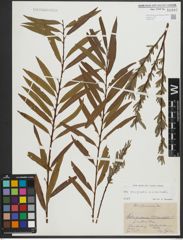Foto von Salix purpurea L. x Salix viminalis L.